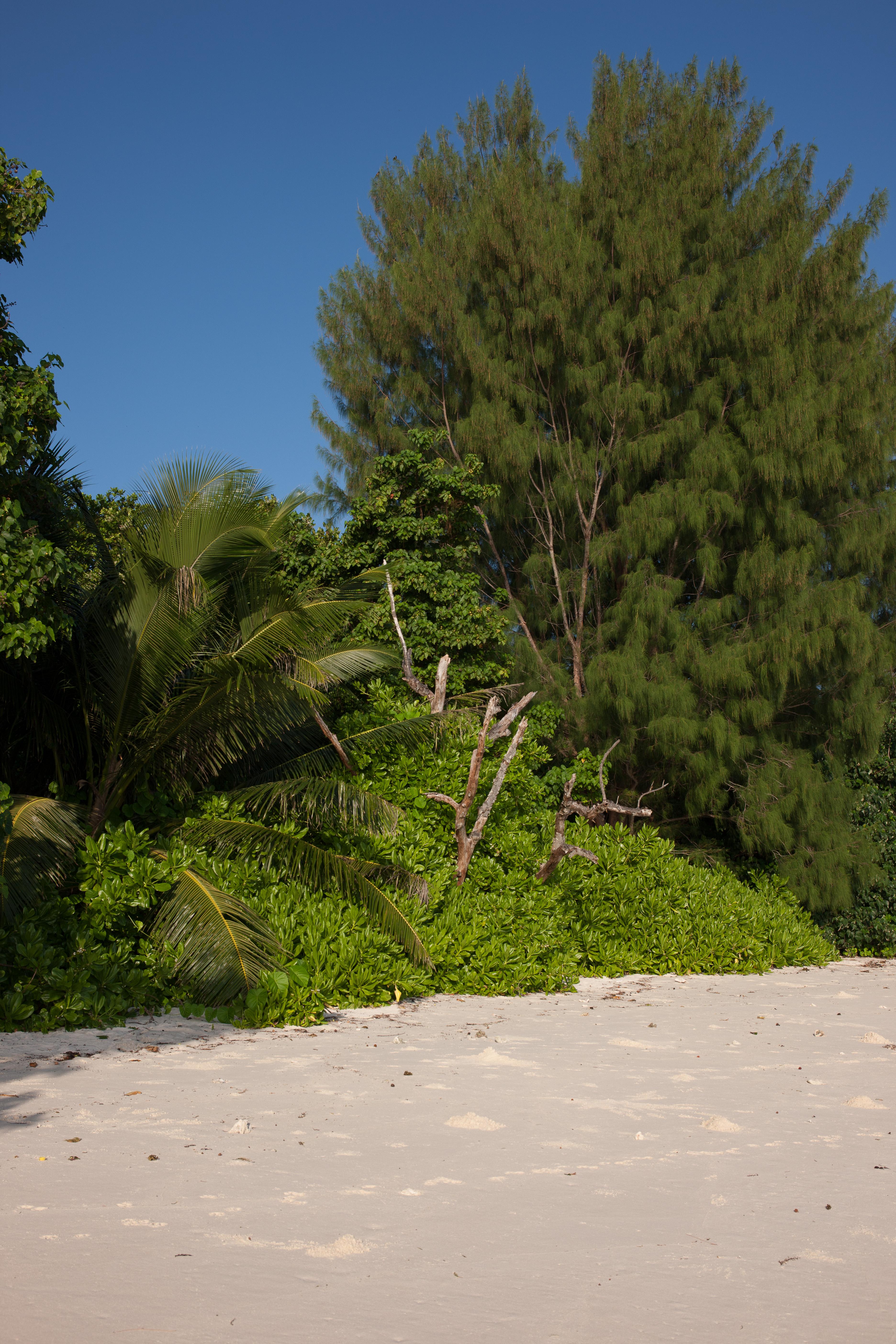 Le Relax Luxury Lodge (Adults Only) La Digue Exteriér fotografie